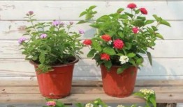 淄川小陈被爆料视频最新,真相究竟如何？