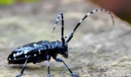 天牛哥最新爆料新闻网站,最新爆料新闻网站深度解析