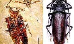 天牛哥最新爆料新闻网站,最新爆料新闻网站深度解析