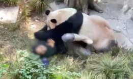 熊猫饲养员最新爆料下载,最新爆料带你走进国宝生活日常